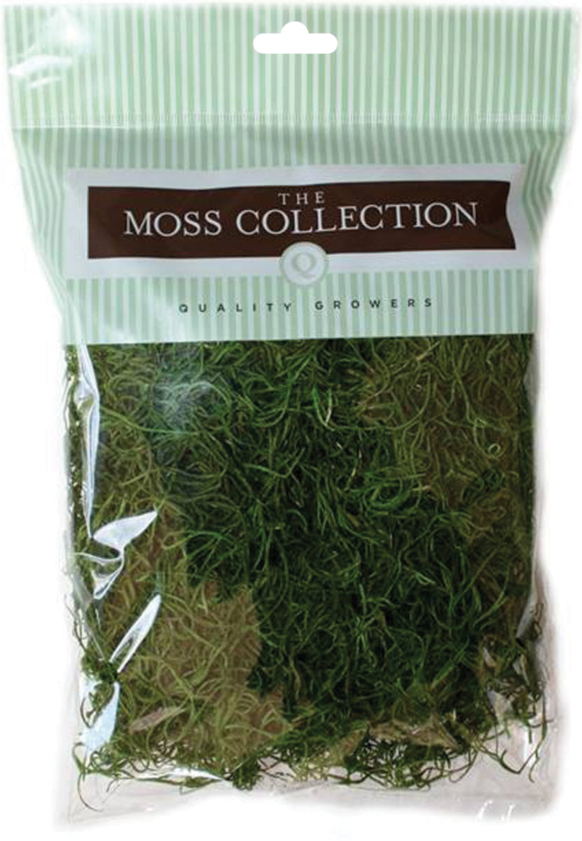 Preserved Spanish Moss 108.5 Cubic Inches Apple Green