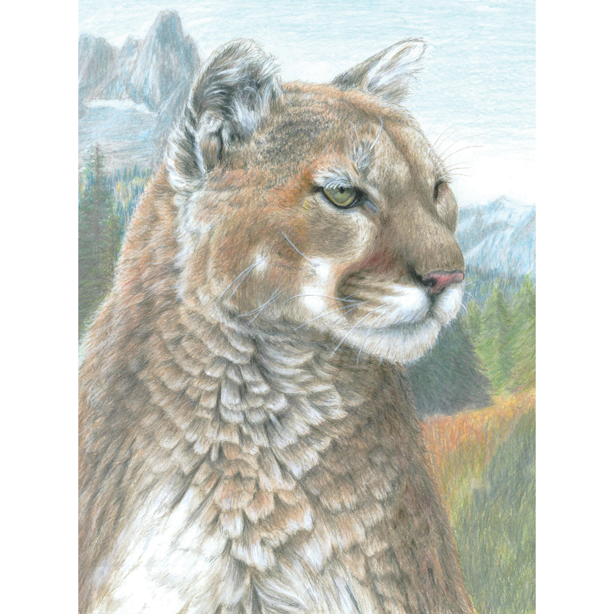 Color Pencil By Number Kit 8.75"X11.75" Cougar