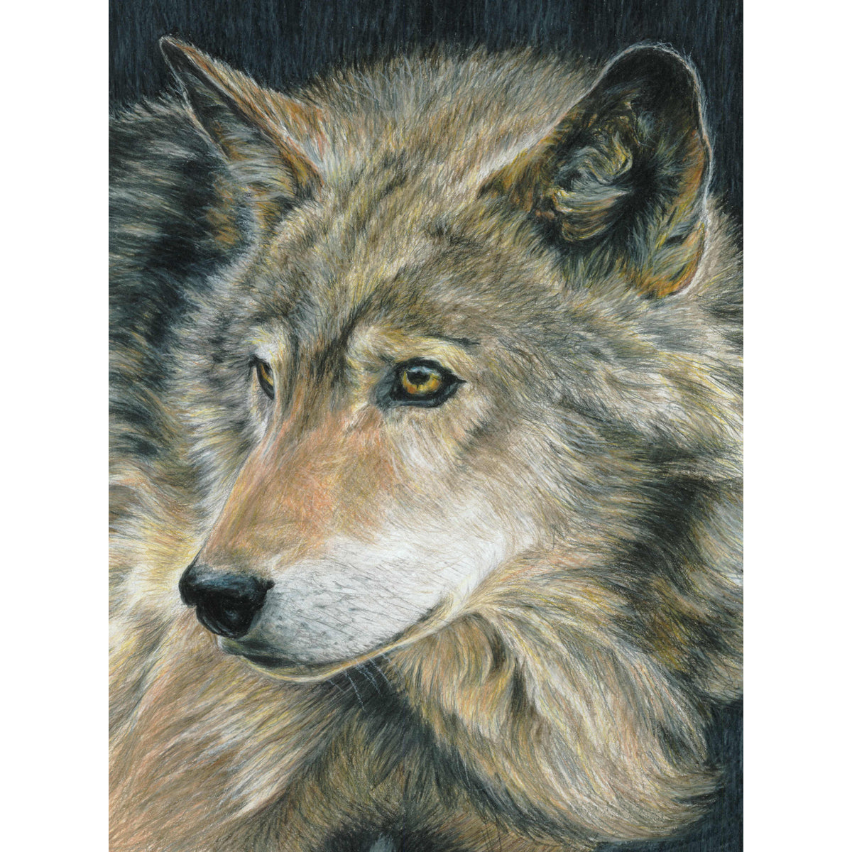 Color Pencil By Number Kit 8.75"X11.75" Curious Eyes