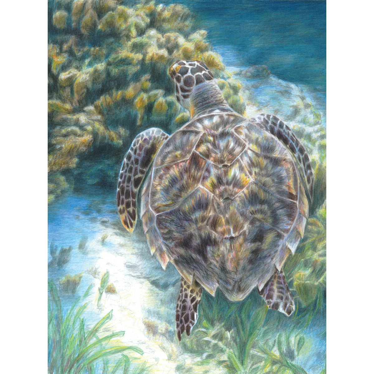Color Pencil By Number Kit 8.75"X11.75" Sea Turtle