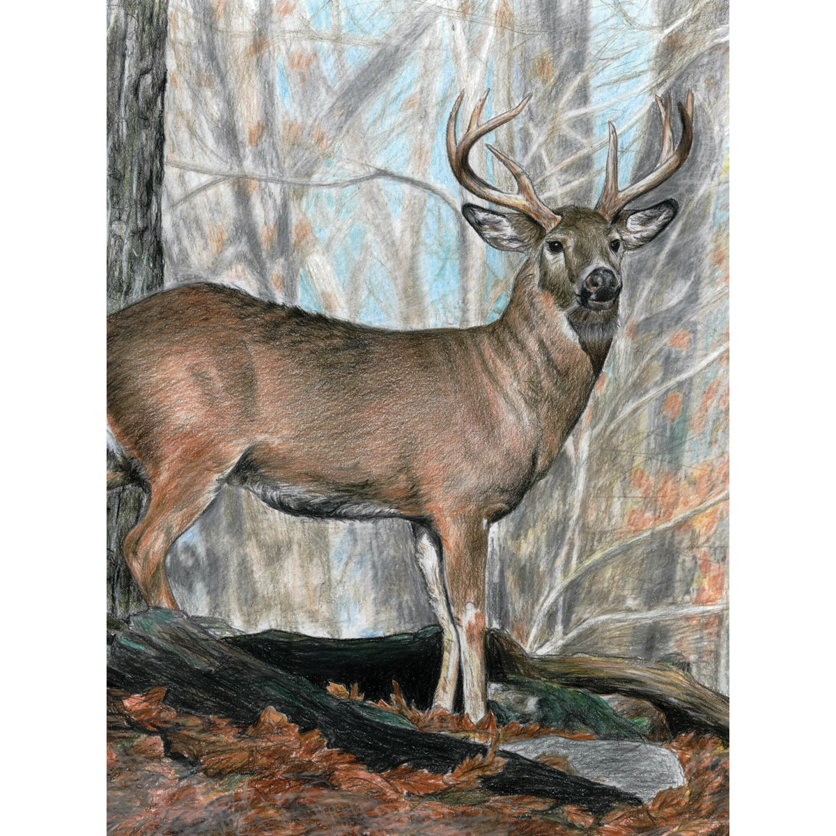 Color Pencil By Number Kit 8.75"X11.75" Whitetail Buck