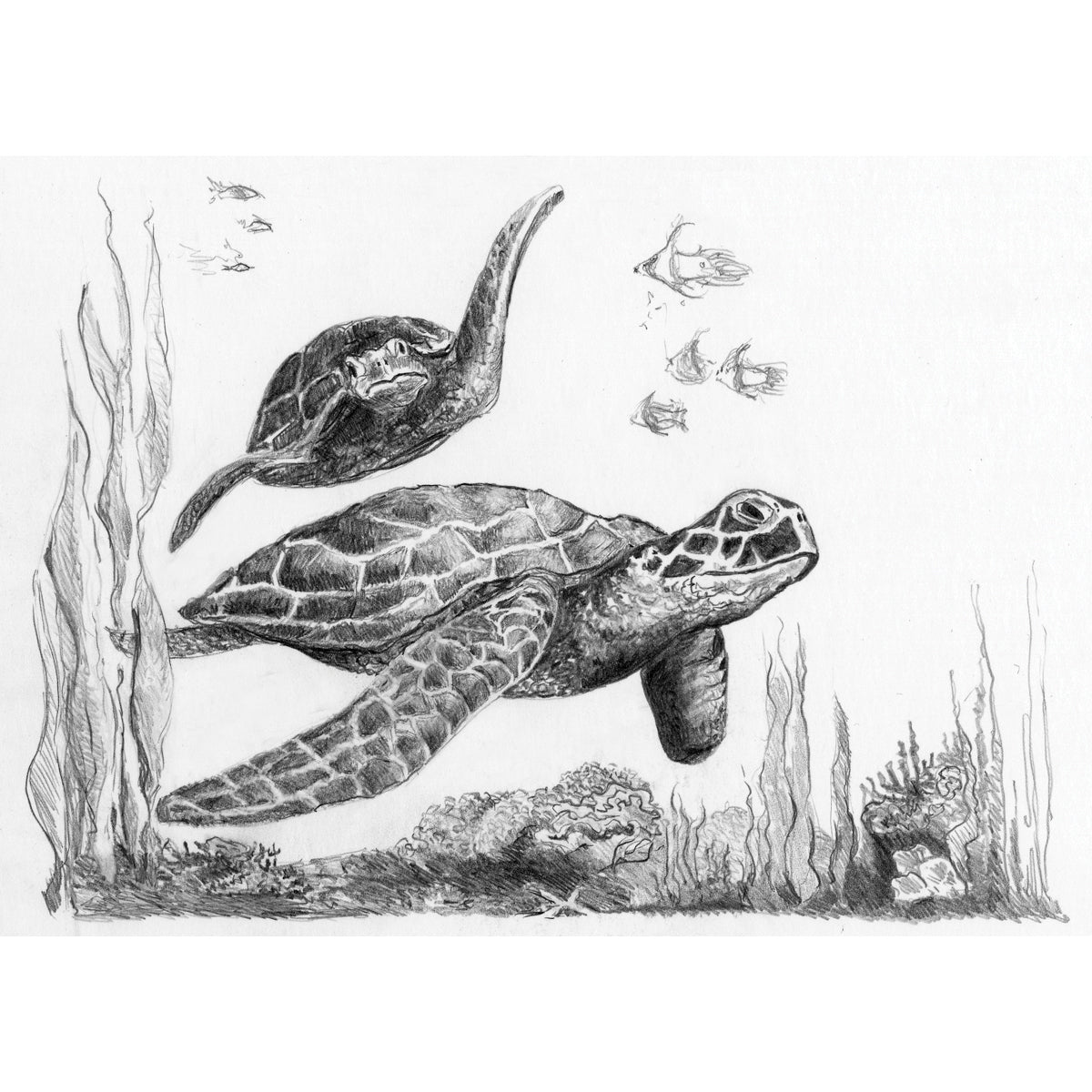 Sketching Made Easy Kit 5'x7" Sea Turtles