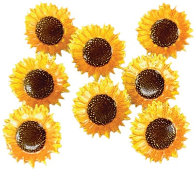 Eyelet Outlet Shape Brads 12/Pkg Sunflower