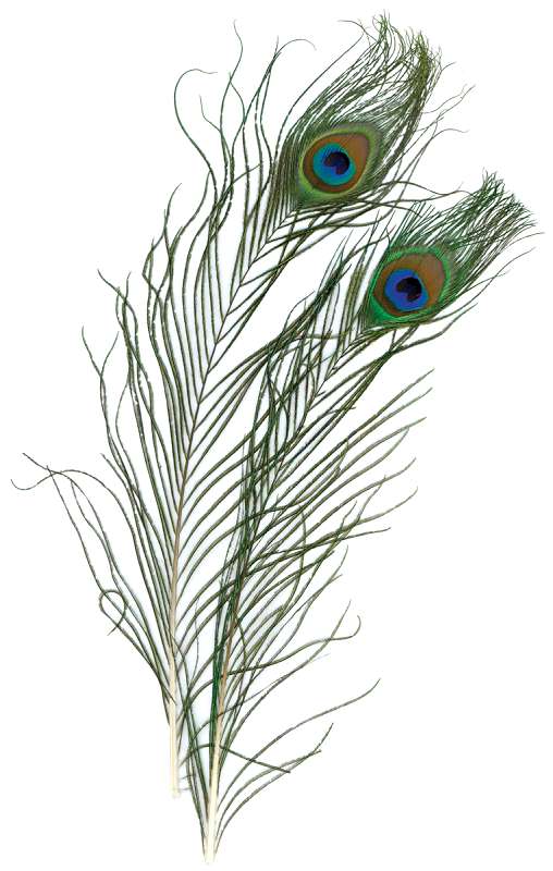 Peacock Eye Feathers 2/Pkg Handmade