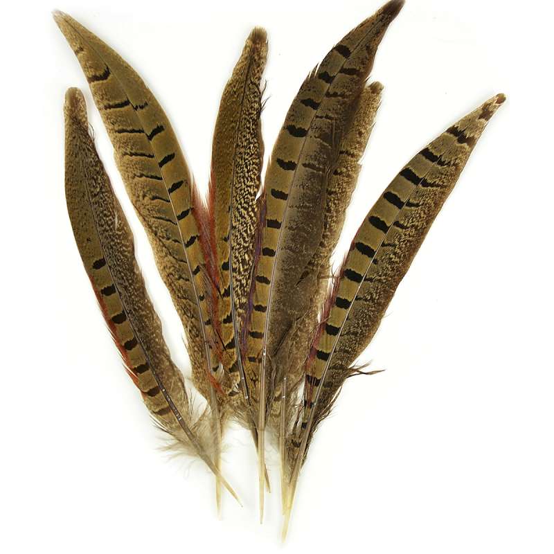 Ringneck Pheasant Feathers 6/Pkg Natural