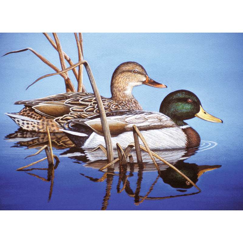 Paint By Number Kit 15.375"X11.25" Blue Water Mallards